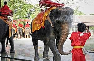 Свадьба на слоне