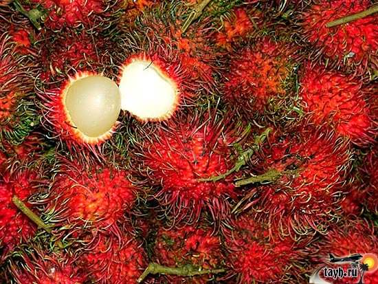 Как хранить фрукты из тайланда