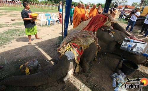 Отравлен известный слон Тайланда