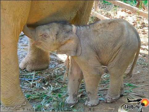 Новорожденный слонёнок радует посетителей Пхукета.