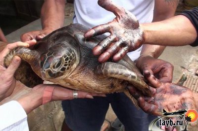 Пойманы черепахи со следами нефти