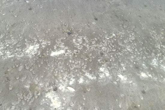 В Паттайе на берег вымывает медуз