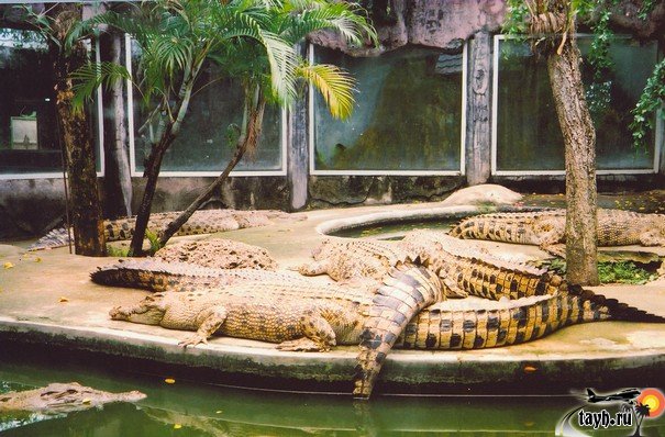 Достопримечательности Бангкока.Крокодиловая ферма. Crocodile farm в Бангкоке. Тайланд