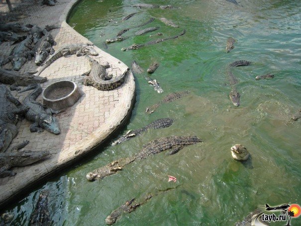 Достопримечательности Бангкока.Крокодиловая ферма. Crocodile farm в Бангкоке. Тайланд