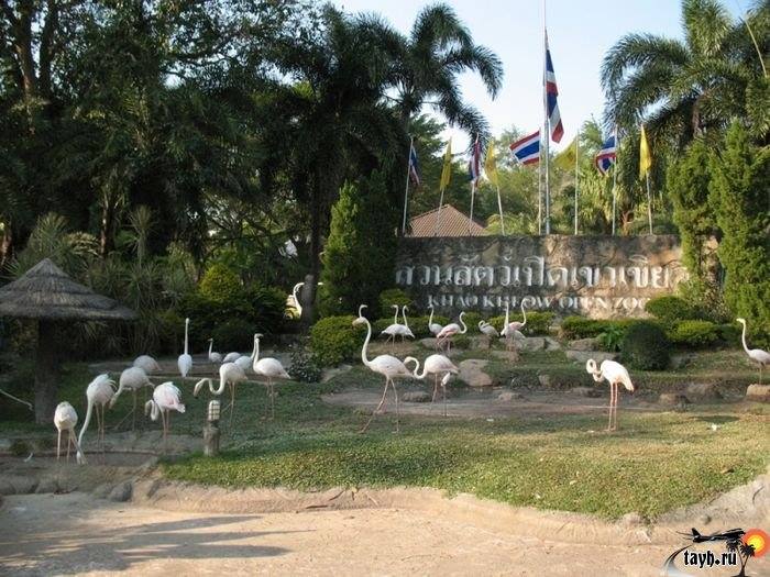 Khao Kheow Open Zoo.Зоопарк в Паттайя