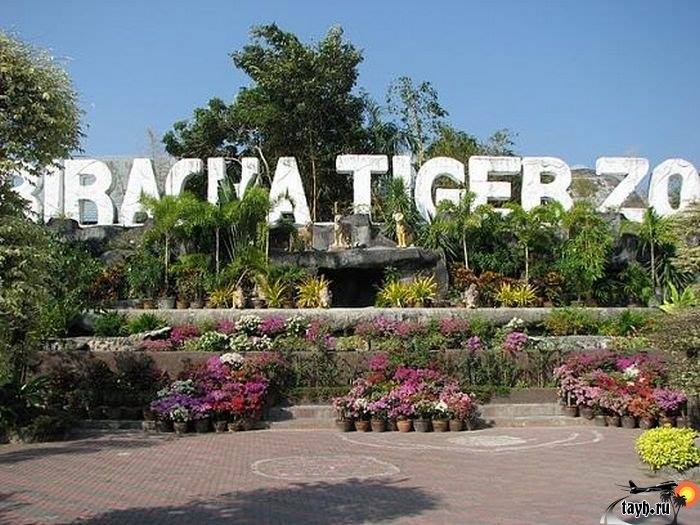 Тигровый зоопарк.Sriracha Tiger Zoo.