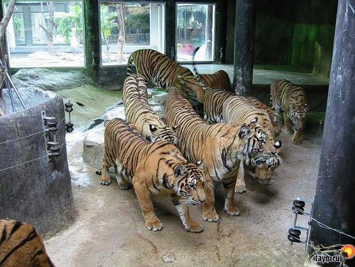 Тигровый зоопарк.Sriracha Tiger Zoo.Паттайя.Тайланд