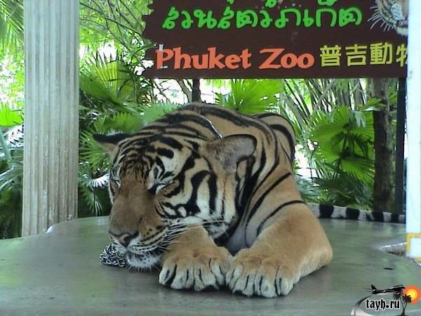 Зоопарк Пхукета. Phuket zoo