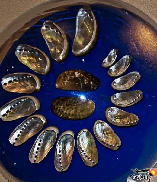 Музей морских раковин на Пхукете.Seashell museum exhibits phuket thailand