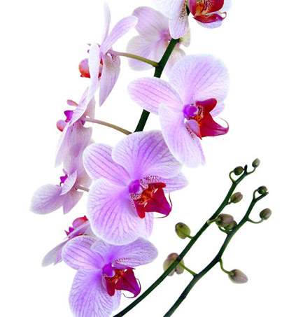 орхидеи в Тайланде