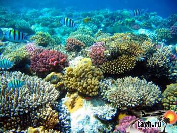 Кораллы на Пхукете гибнут