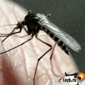 Малярия в Тайланде