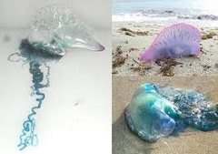Опасные медузы на Пхукете