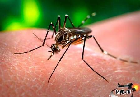 Лихорадка денге в Тайланде