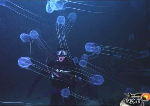 коробчатая медуза