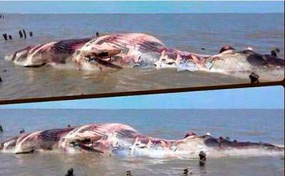 Труп кита болтается у берега залива.