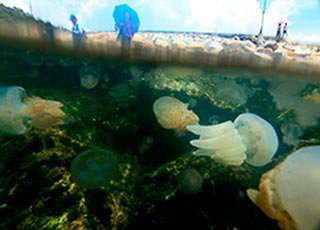 медузы Тайланд