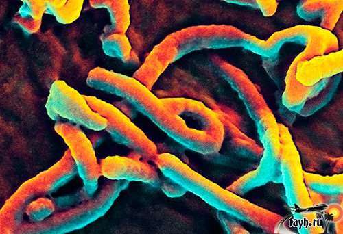 В Тайланде разработана вакцина от вируса Эбола