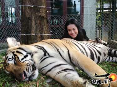 Тигр поранил туриста.