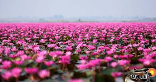 Озеро красных лотосов Тайланд