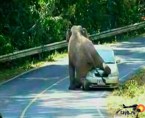 Слон напал на авто с туристами (видео)