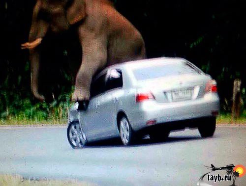 слон напал на туристов