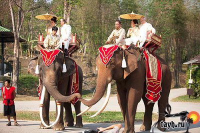 Свадьба на слонах в Тайланде.
