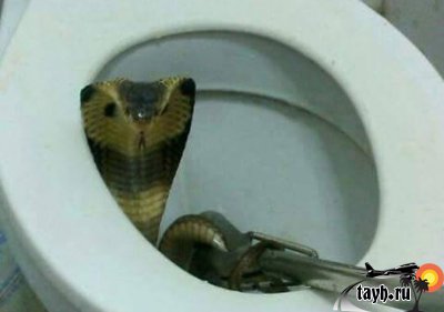 кобра в туалете