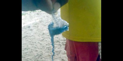 Медузы Bluebottle распространились по Пхукету