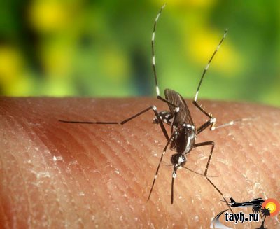 В Таиланде пик лихорадки денге