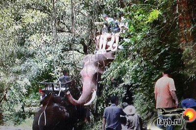 Взбесившийся слон ушёл в джунгли с туристами на спине