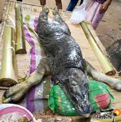 В Таиланде обнаружено интересное существо