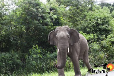 слон в Тайланде