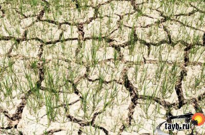 Таиланд ожидает сильнейшую засуху