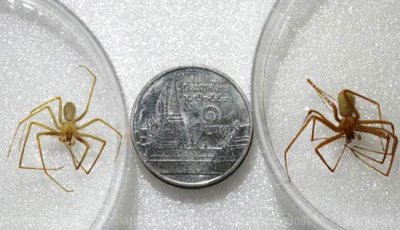 Смертоносный паук обнаружен в Таиланде