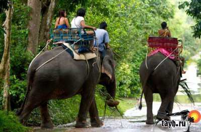 слон в Тайланде