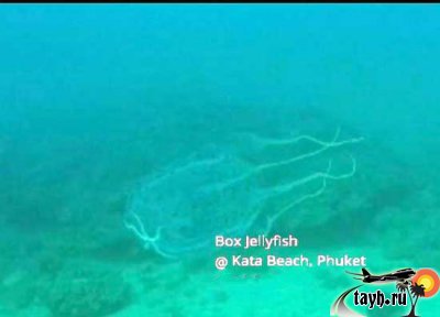 медузы на Пхукете