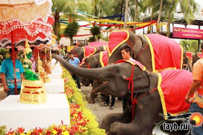 праздник слона в Тайланде