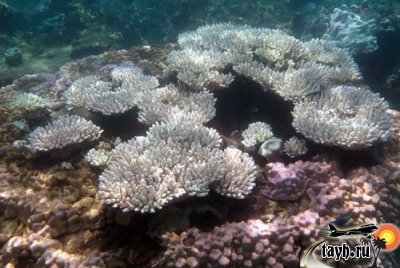 кораллы Пхукет