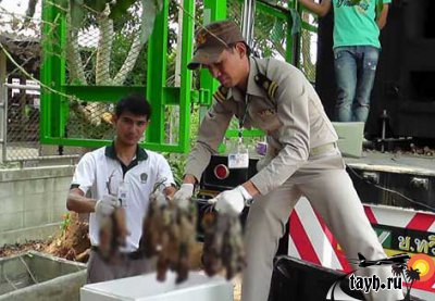 Невкусные крысы на прилавках Таиланда