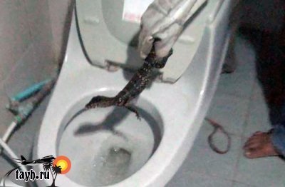 Очередной зверь в тайском туалете