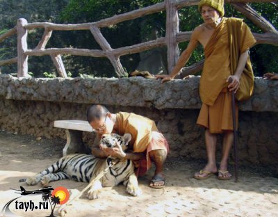Тигровый храм закрылся