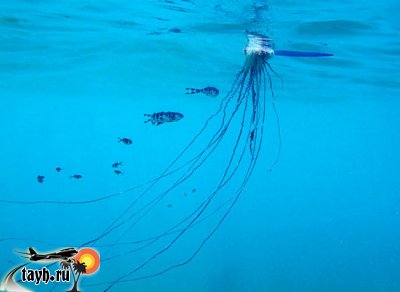 медузы Таиланд