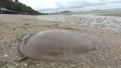 медузы на пляжах Паттайи