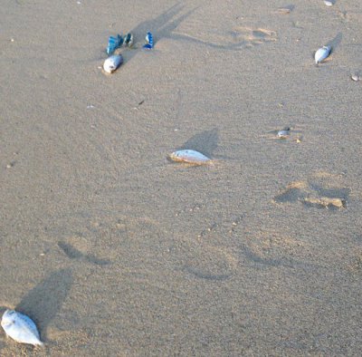 Мёртвая рыба на пляже Патонг