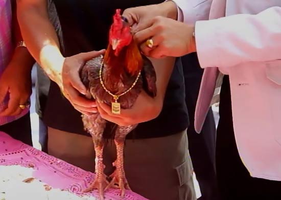 куриная свадьба