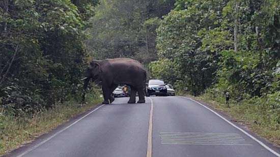 слоны на дороге