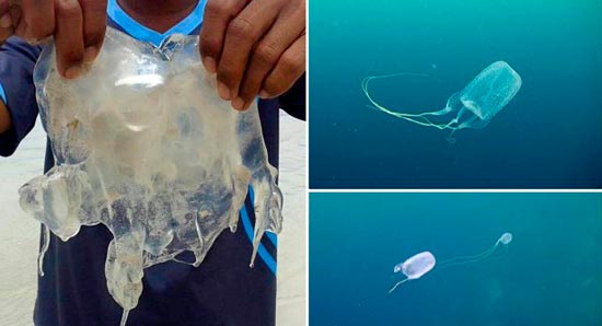 медузы Ко Панган