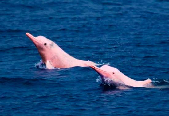 Обнаружены розовые дельфины