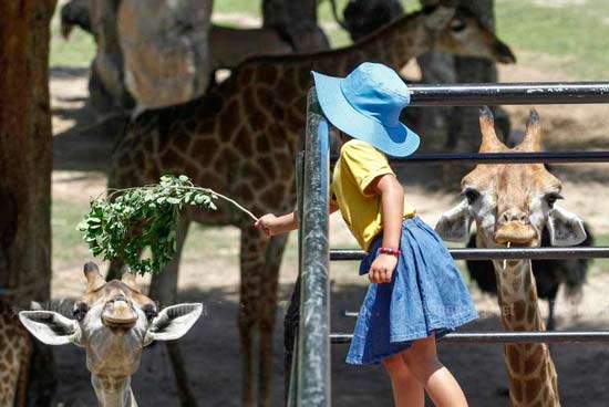 зоопарк Таиланд